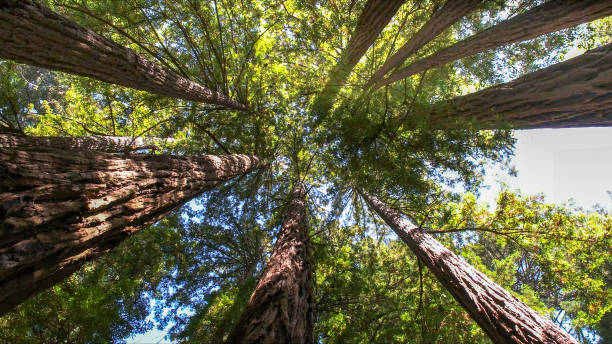 How Our Tree Care Process Works  in Sheridan, WY